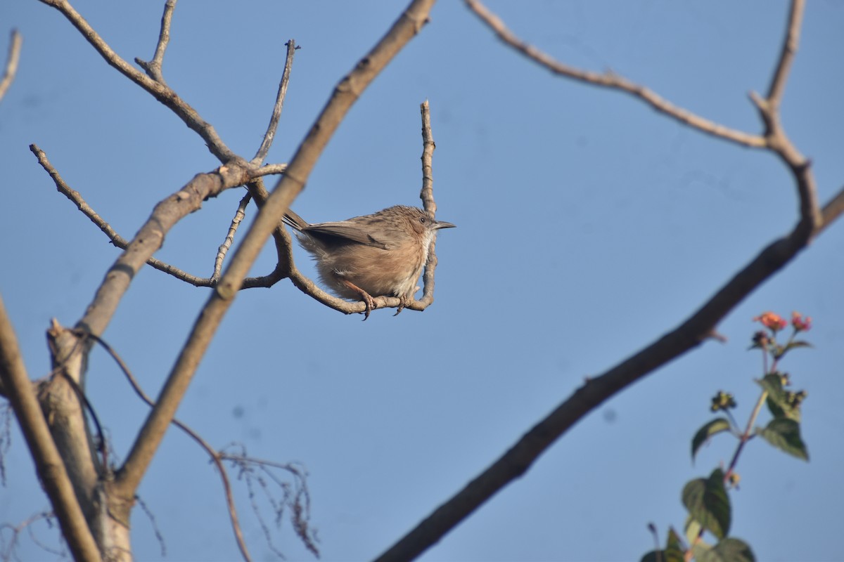 Common Babbler - ML646399032
