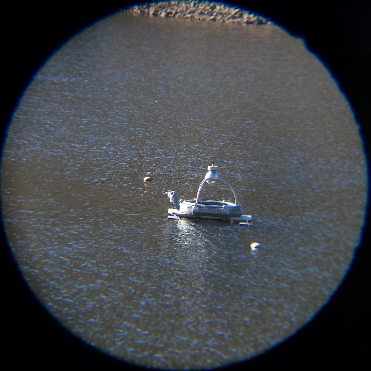 Gray Heron - ML646399039