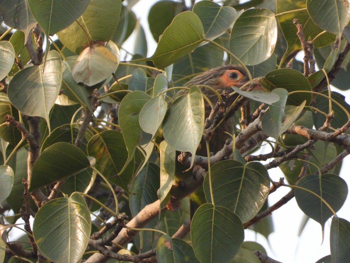 Brown-headed Barbet - ML646399040