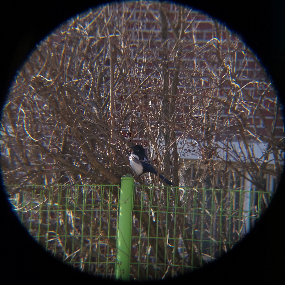 Сорока усурійська - ML646399041