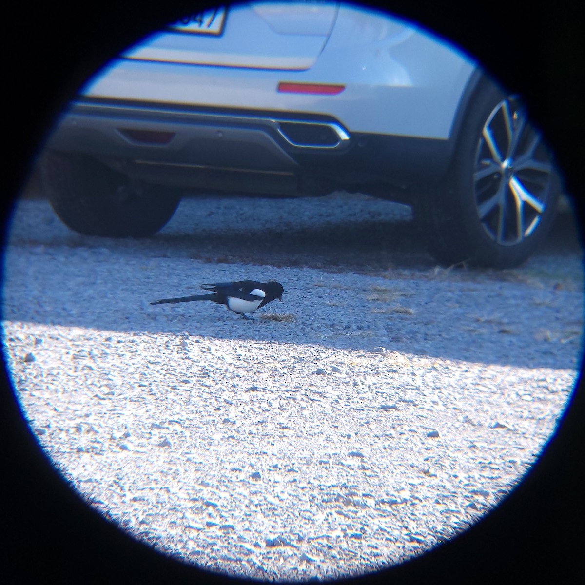 Сорока усурійська - ML646399042