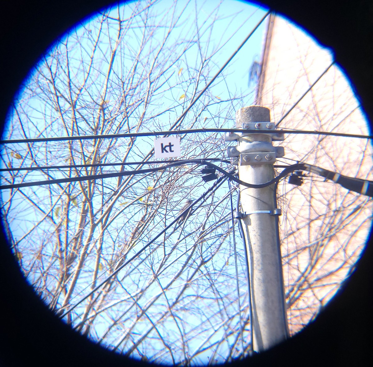 Brown-eared Bulbul - ML646399043