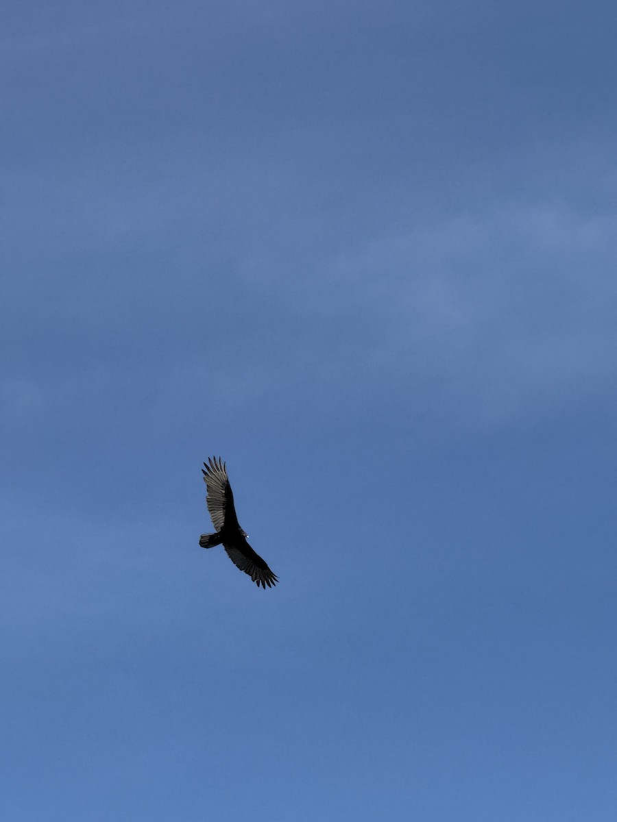 kondor krocanovitý - ML646399047