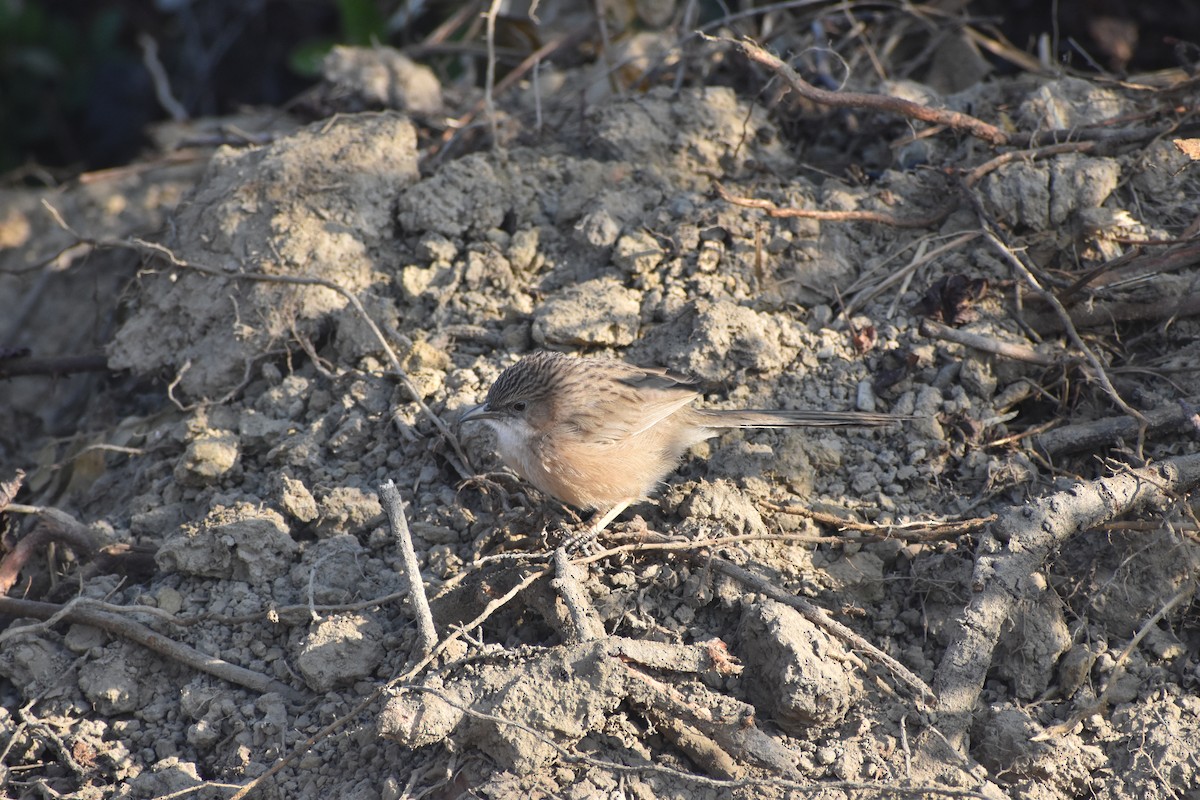 Common Babbler - ML646399048