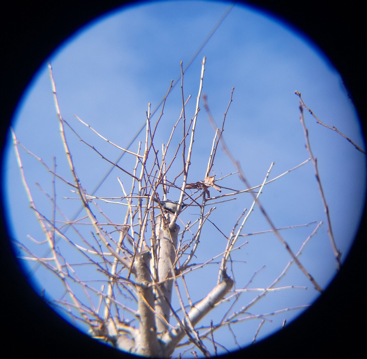 Asian Tit - ML646399049