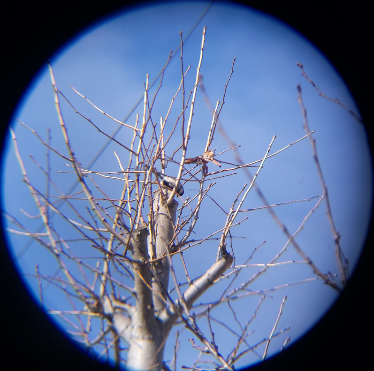 Asian Tit - ML646399050
