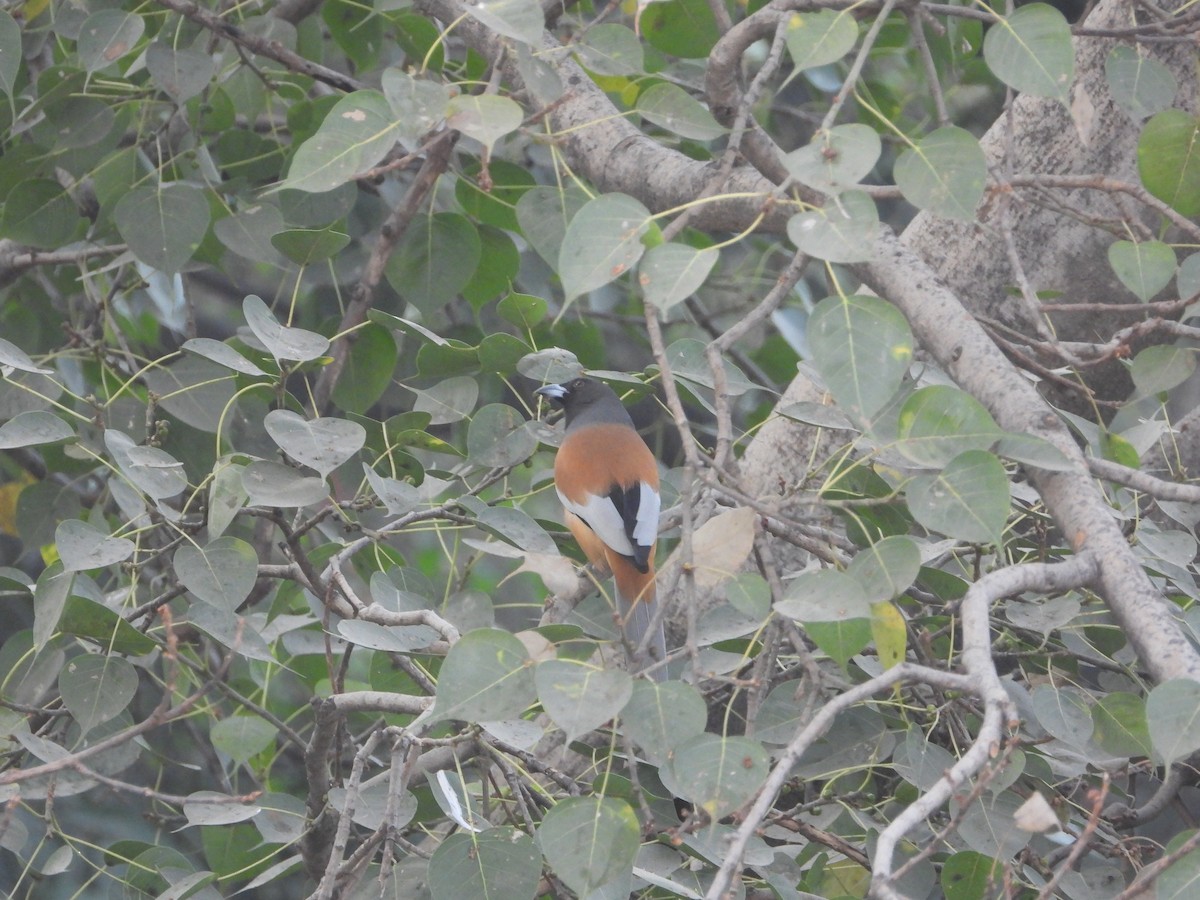 Rufous Treepie - ML646399052