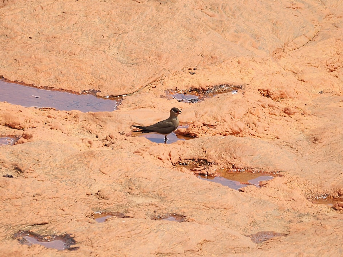 Madagascar Pratincole - ML646399057