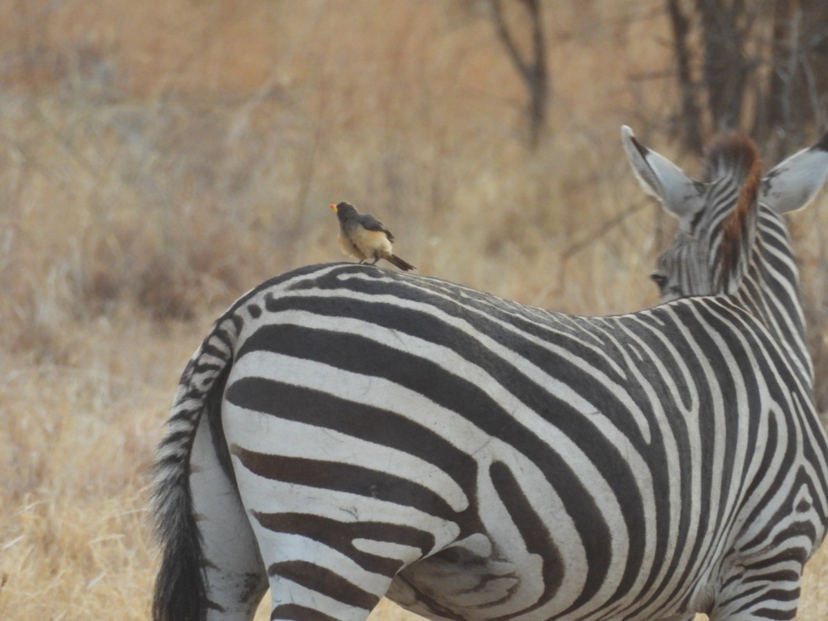 Yellow-billed Oxpecker - ML646399060