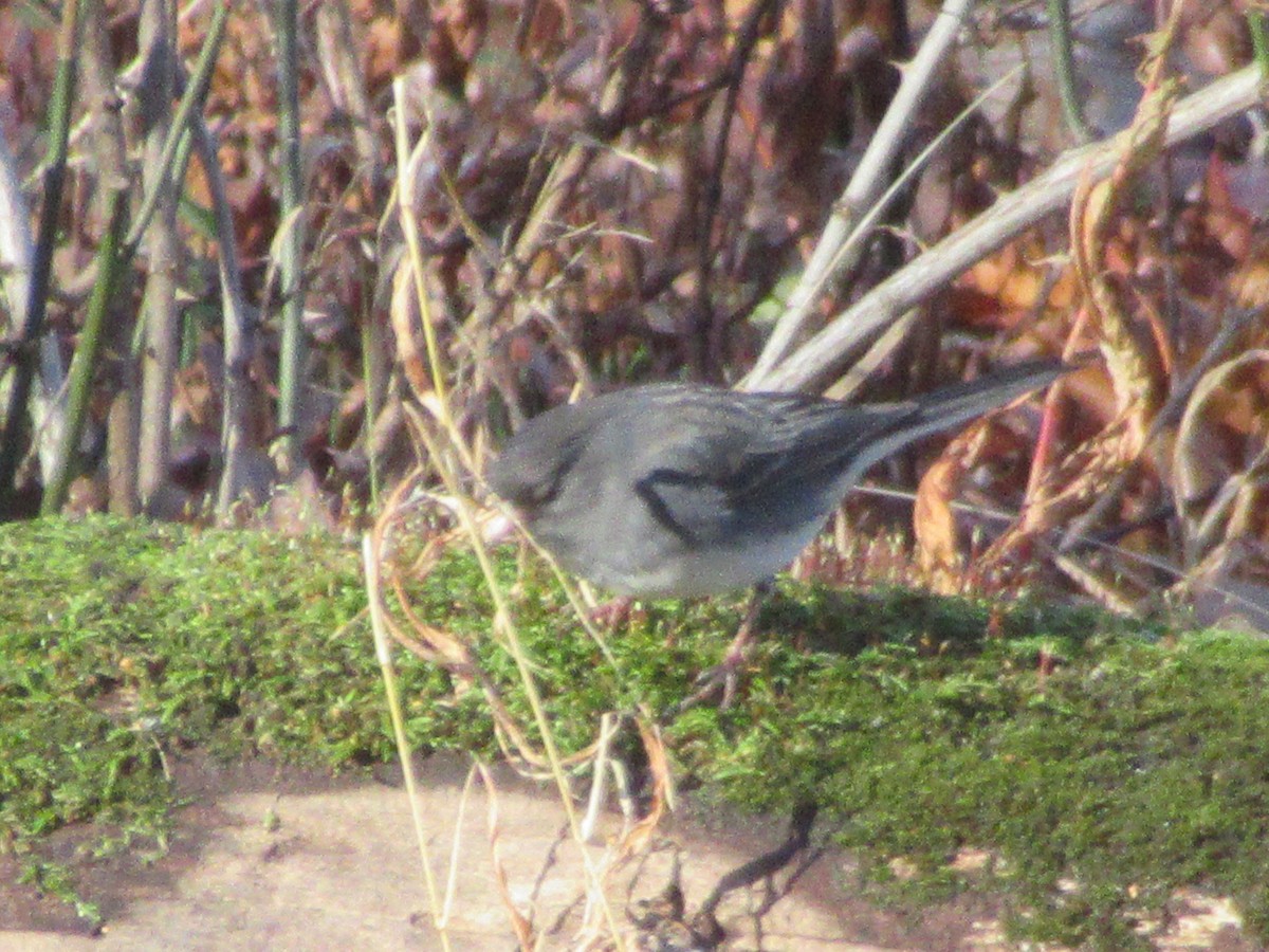 Dark-eyed Junco - ML646399063