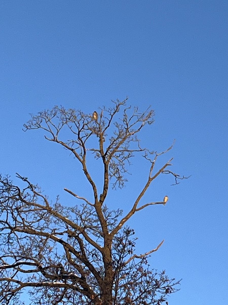 Merlin - ML646399066