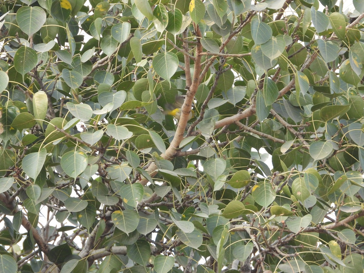 Indian White-eye - ML646399067