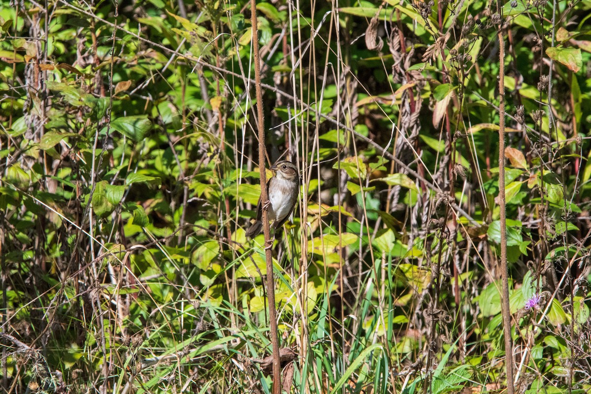 Swamp Sparrow - ML646399068