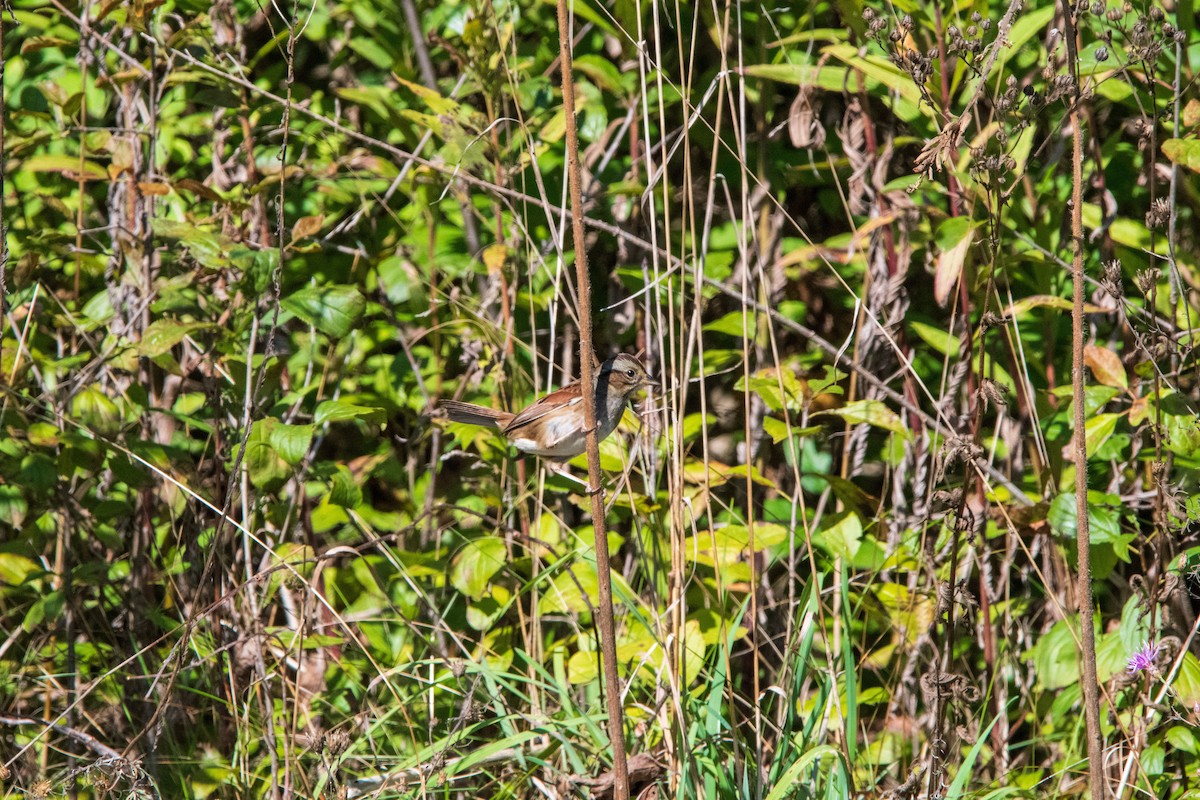 Swamp Sparrow - ML646399069