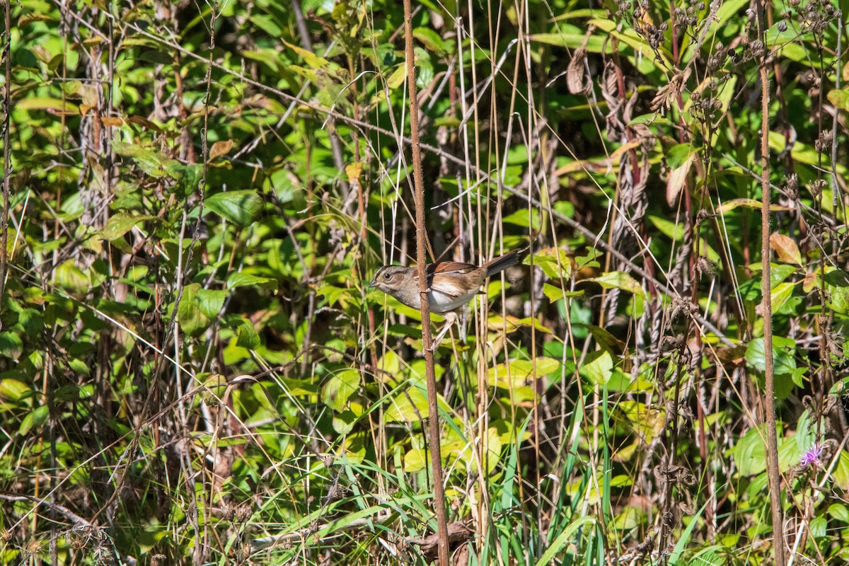 Swamp Sparrow - ML646399070