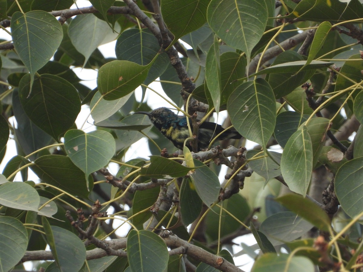 Purple Sunbird - ML646399072