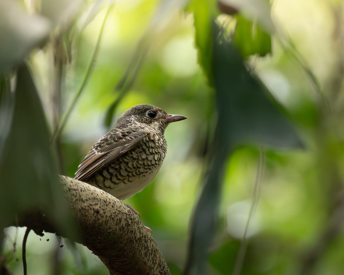 White-throated Rock-Thrush - ML646399073