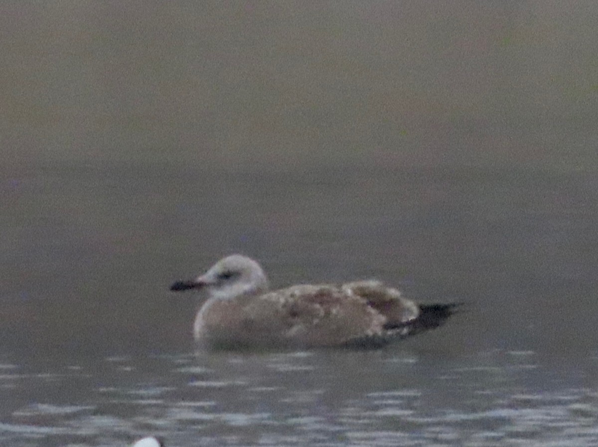 Ring-billed Gull - ML646399074