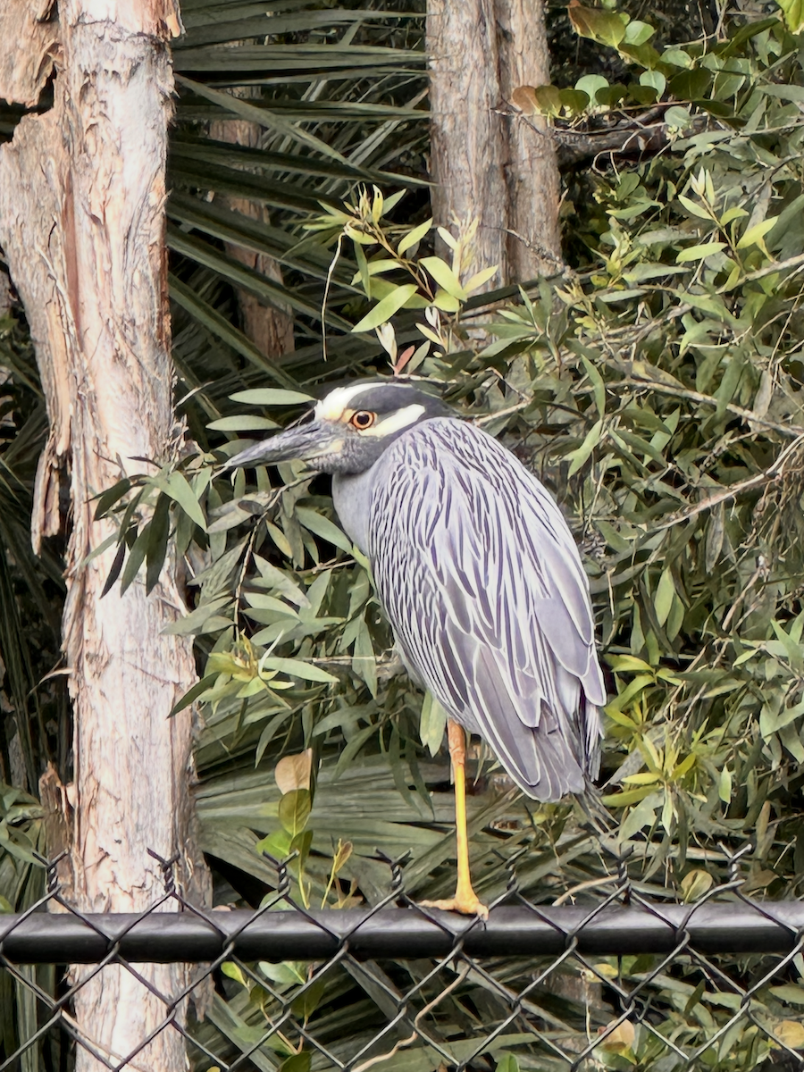 Yellow-crowned Night Heron - ML646399075