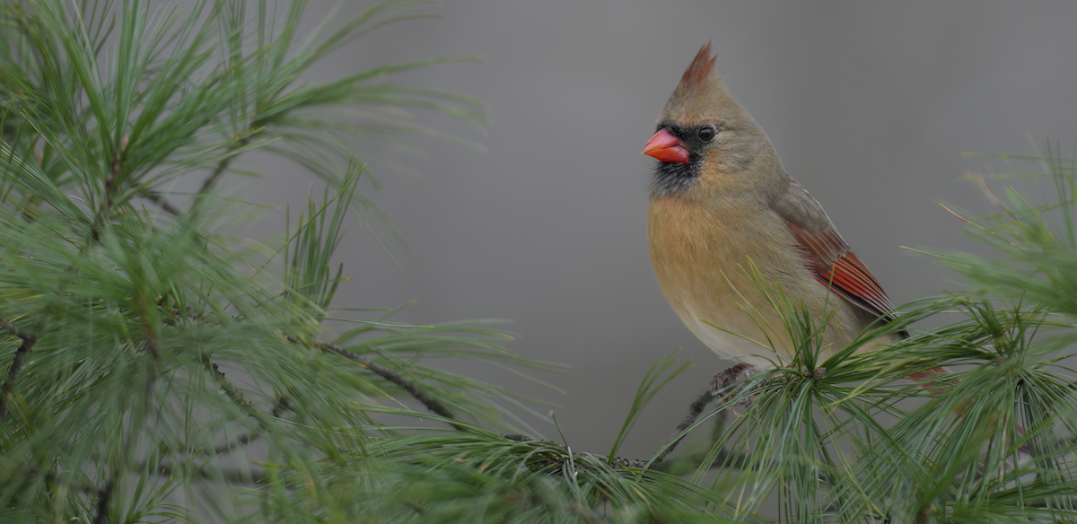 Northern Cardinal - ML646399079