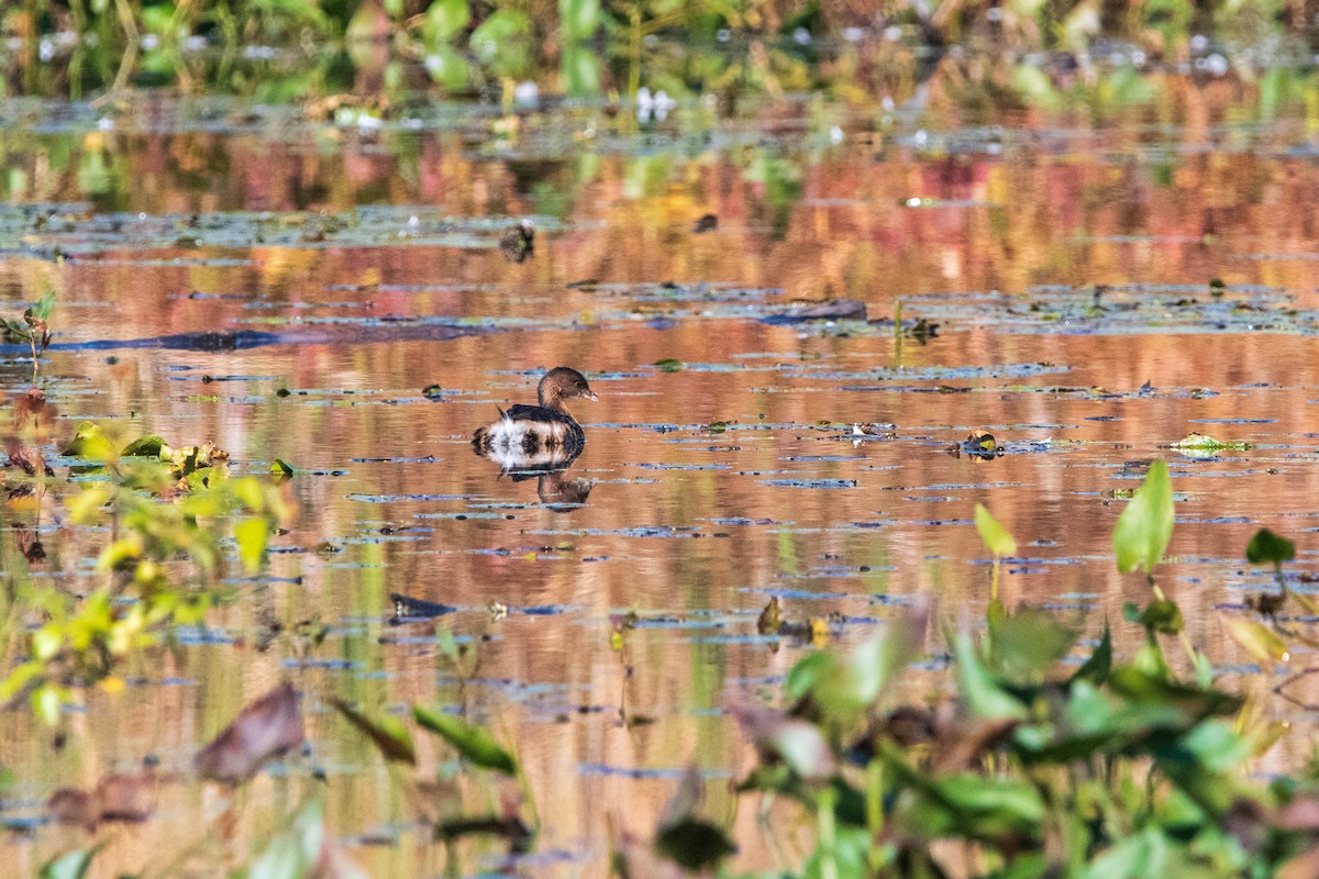 Pied-billed Grebe - ML646399083