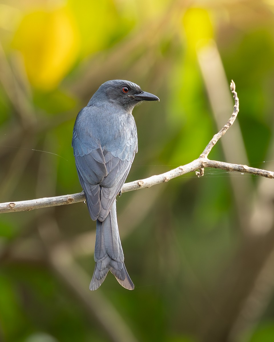 Ashy Drongo (Sooty) - ML646399087