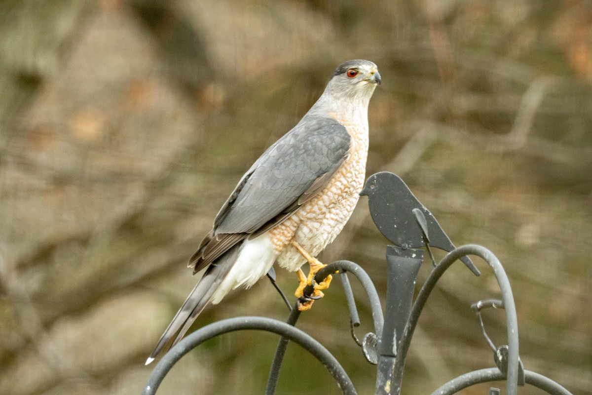Cooper's Hawk - ML646399088