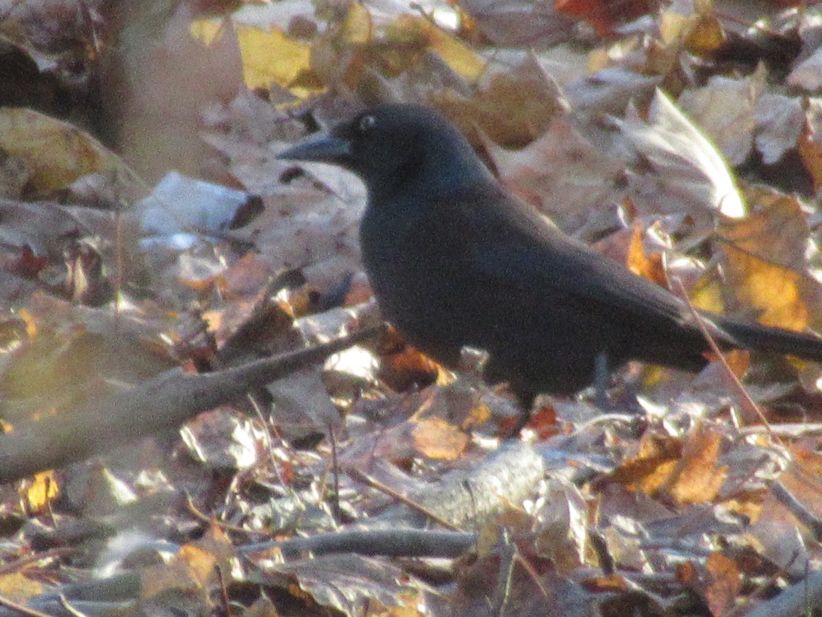 Common Grackle - ML646399089