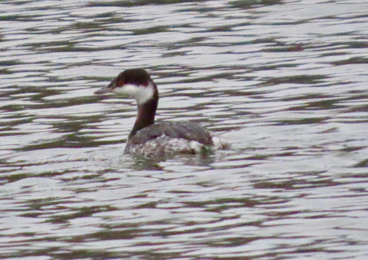 Txilinporta urrebelarria - ML646399090