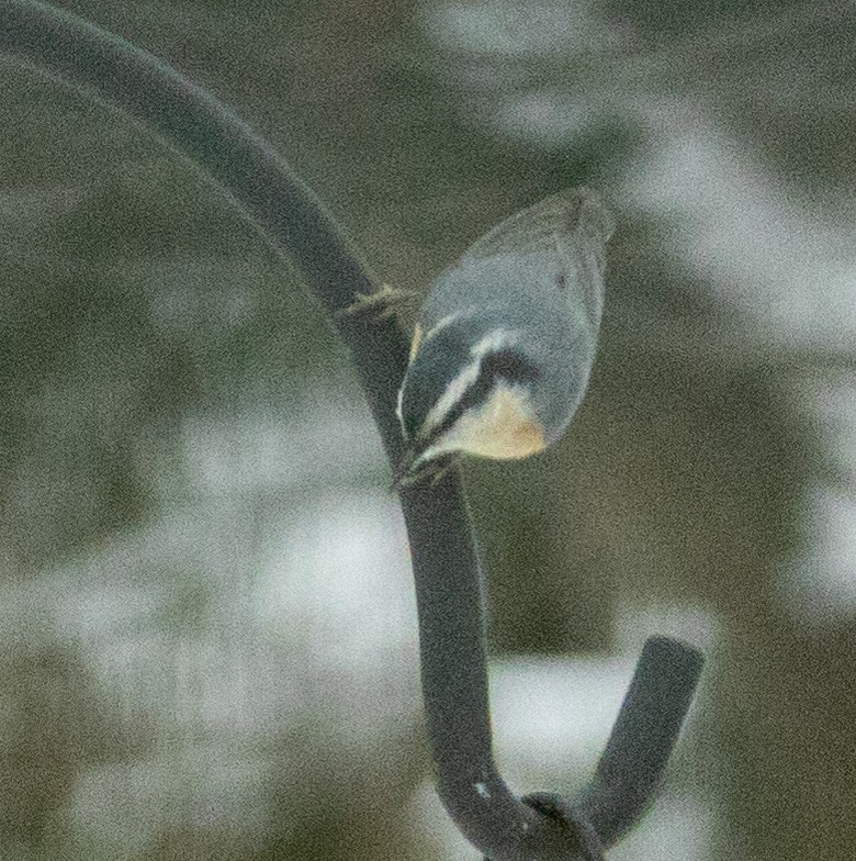 Red-breasted Nuthatch - ML646399092