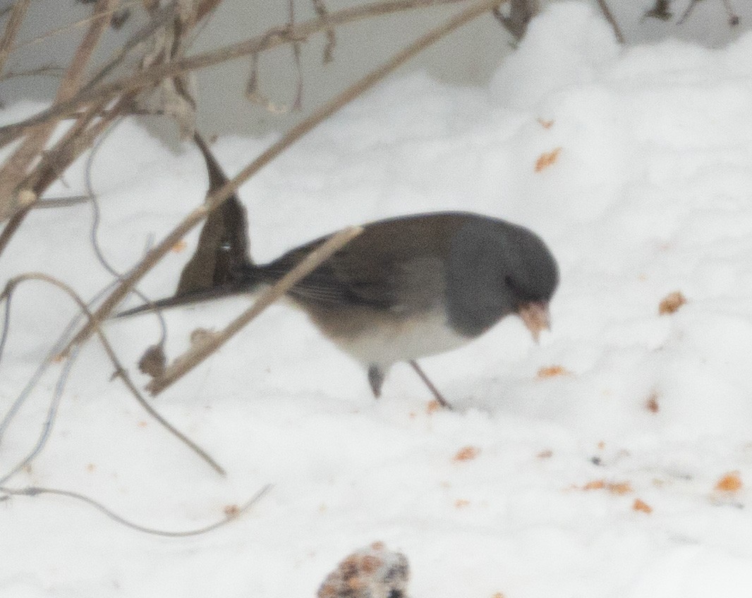Dark-eyed Junco (Slate-colored) - ML646399096