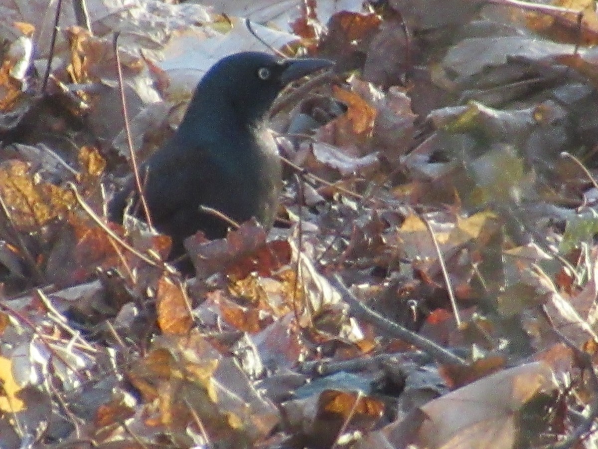 Common Grackle - ML646399097