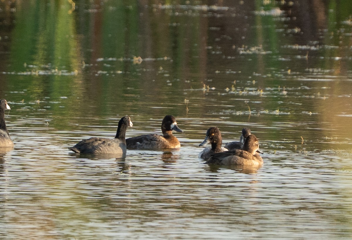 コスズガモ - ML646399098