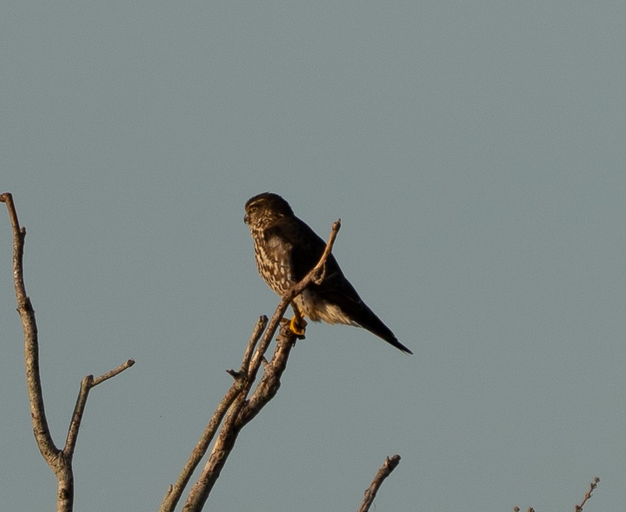 Merlin - ML646399100