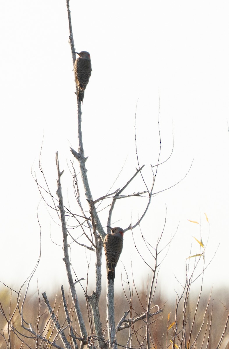 Northern Flicker - ML646399102