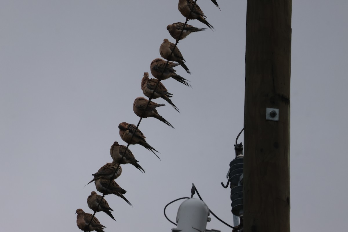 Mourning Dove - ML646399104