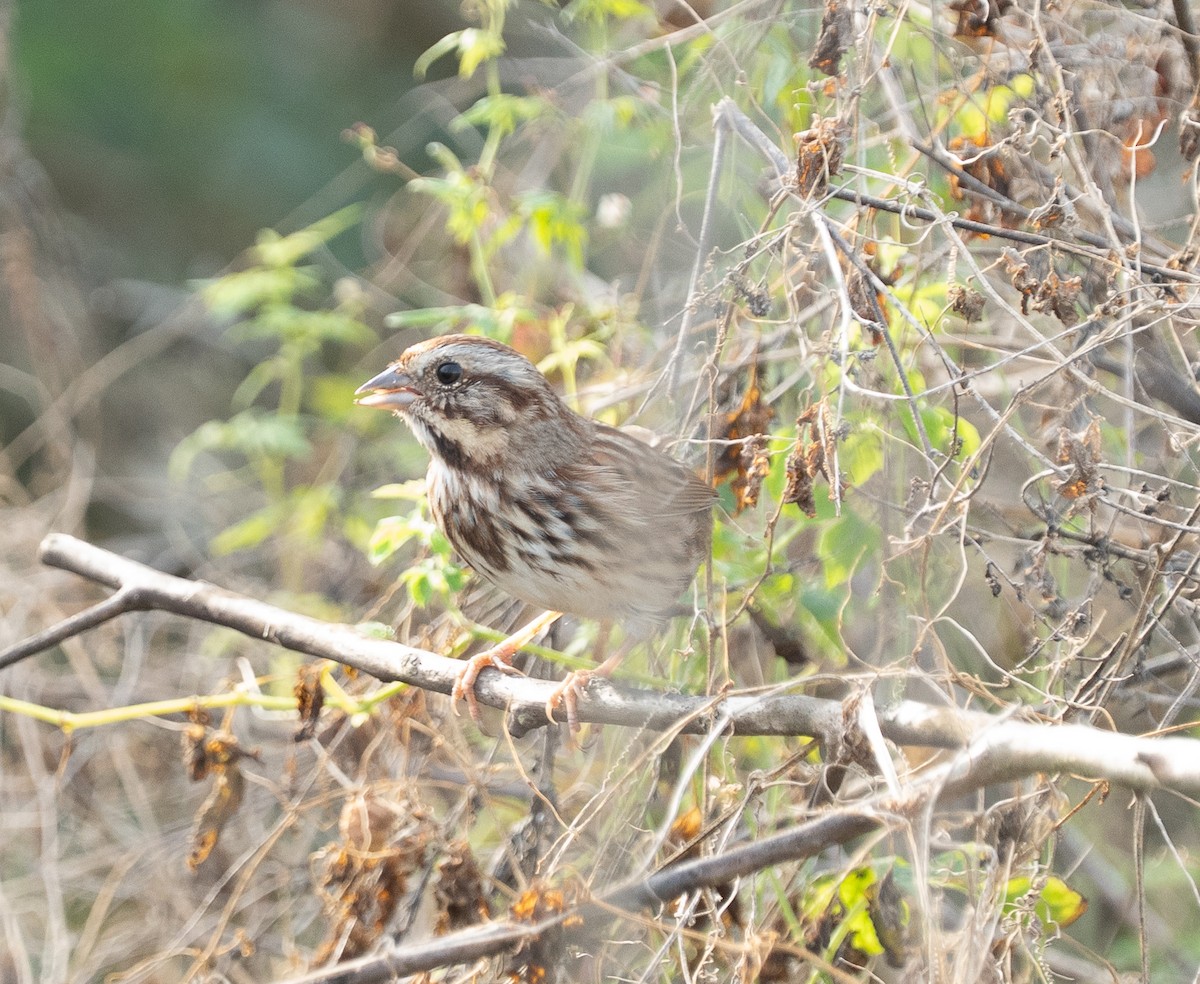 Song Sparrow - ML646399105