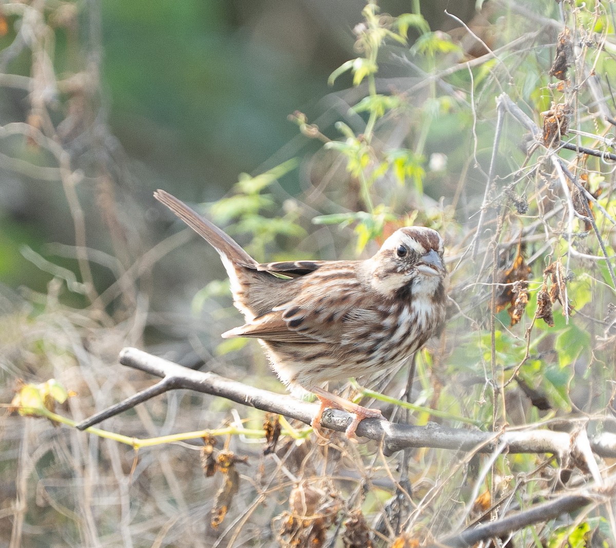 Song Sparrow - ML646399106