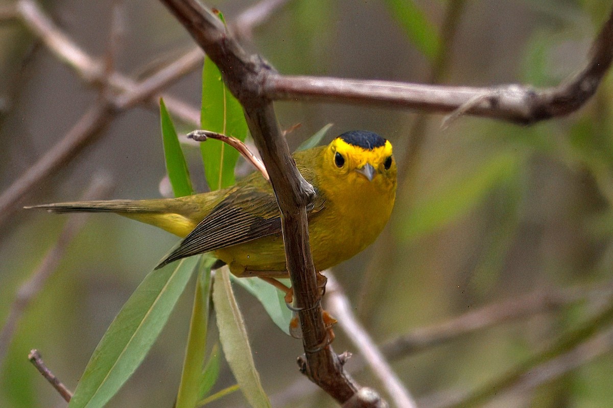 Wilson's Warbler - ML646399107