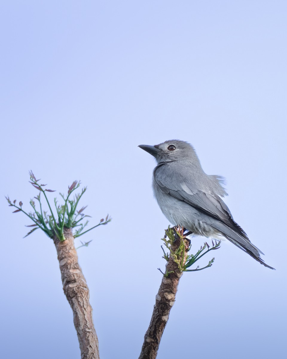 Ashy Drongo (Hainan/White-cheeked/White-lored) - ML646399108