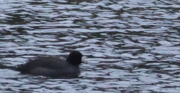 American Coot - ML646399109