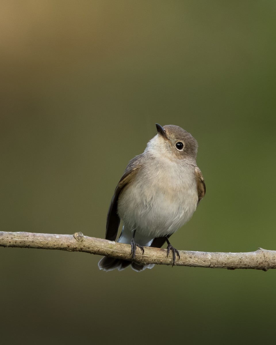 Taiga Flycatcher - ML646399112