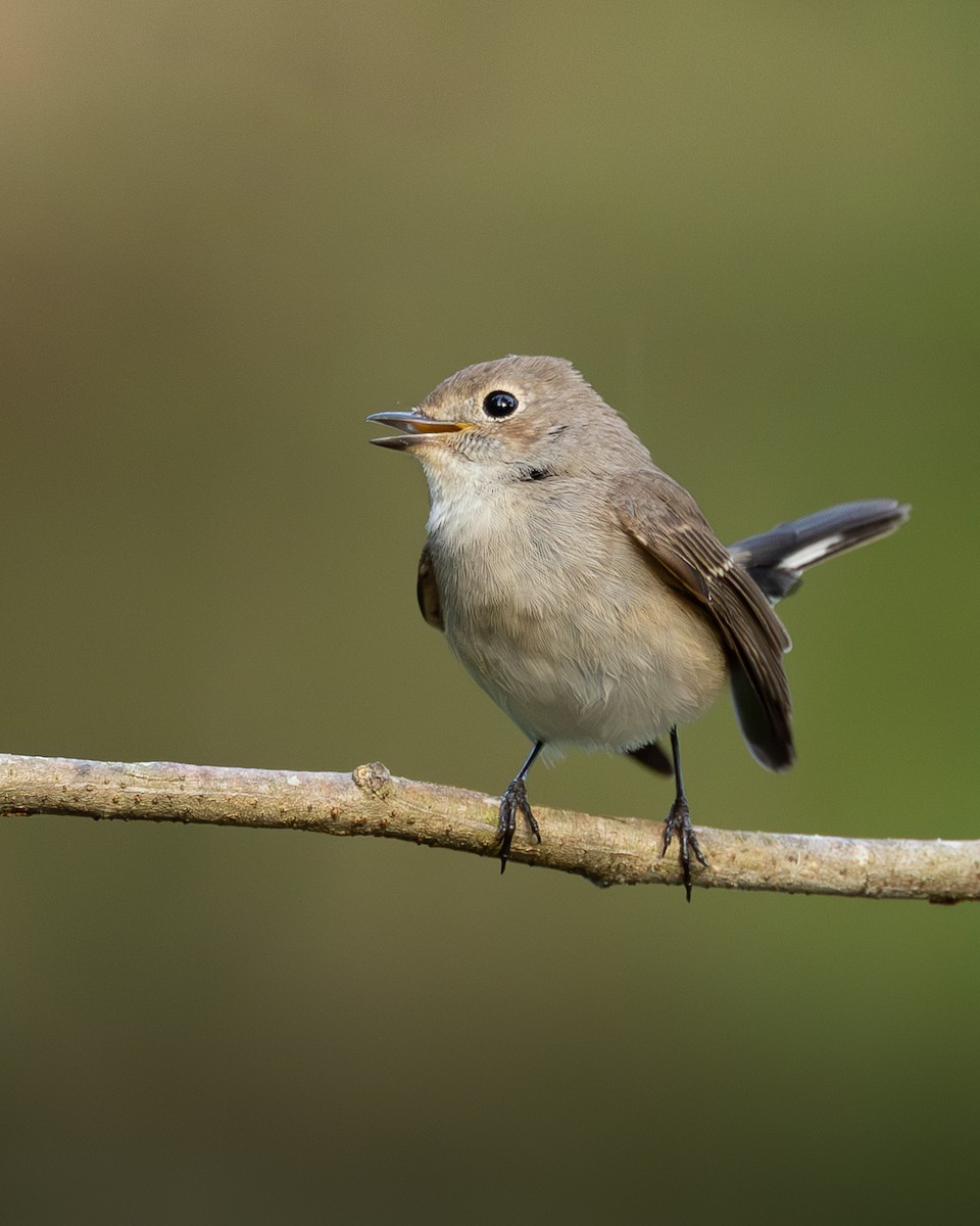 Taiga Flycatcher - ML646399113