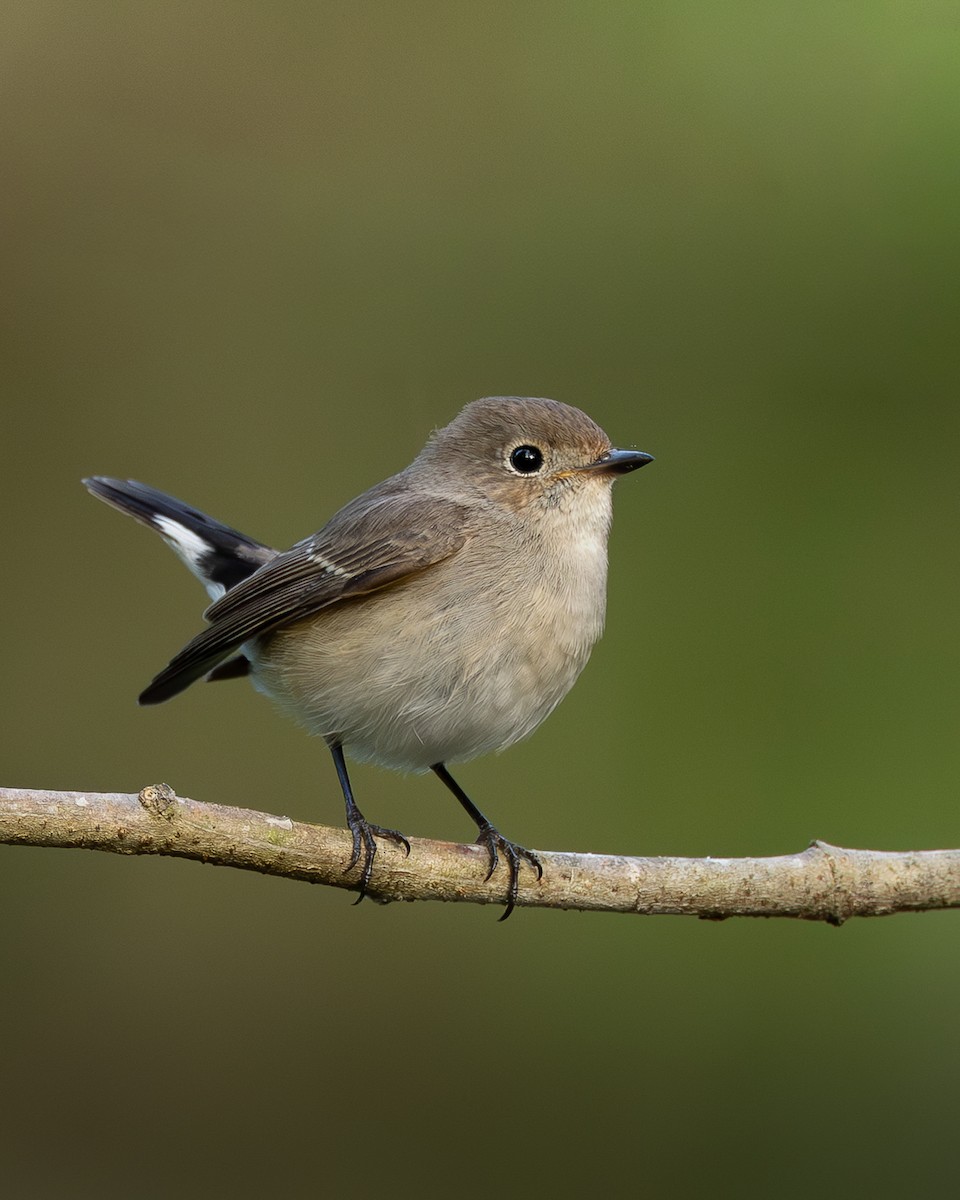 Taiga Flycatcher - ML646399114