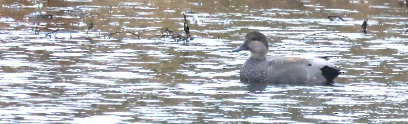 Gadwall - ML646399119