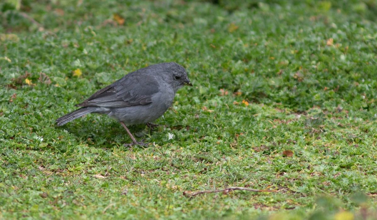 Plumbeous Sierra Finch - ML646399124