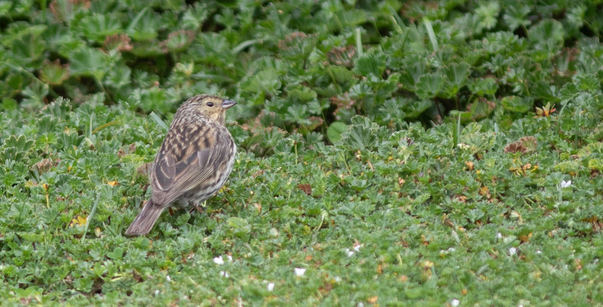 Plumbeous Sierra Finch - ML646399125