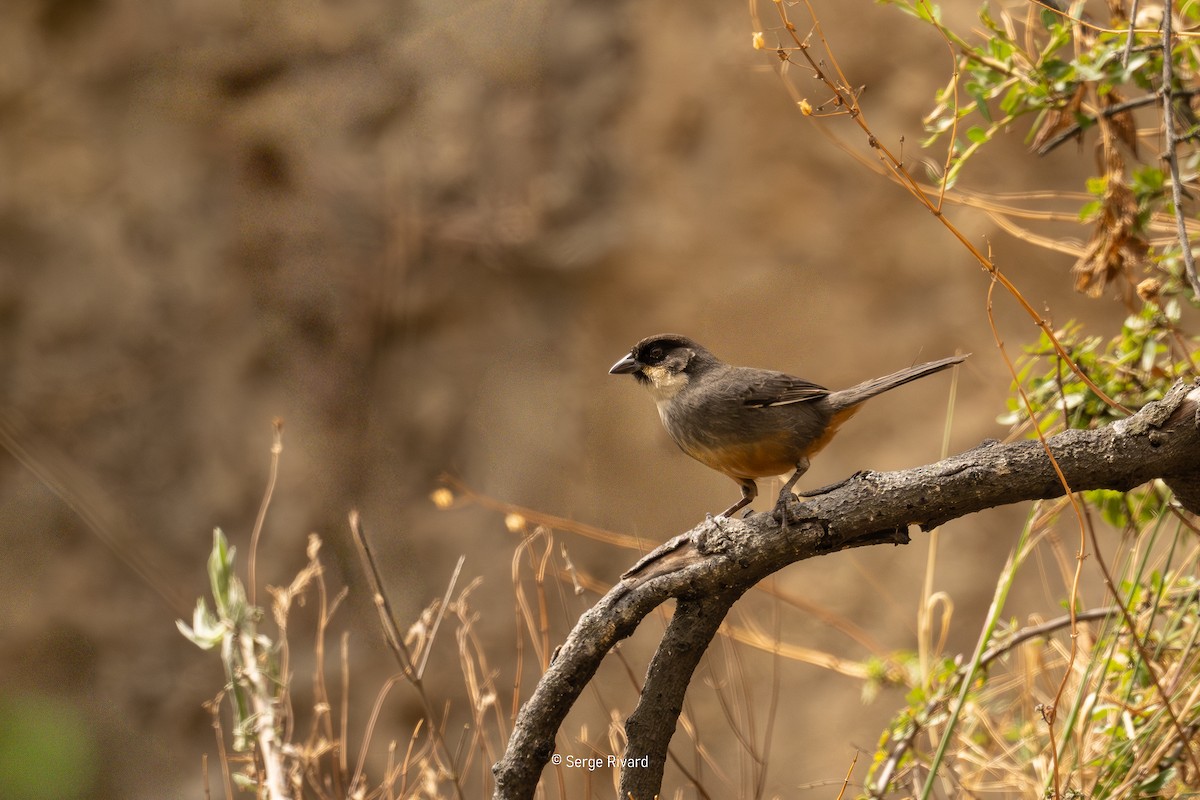 Rusty-bellied Brushfinch - ML646399126