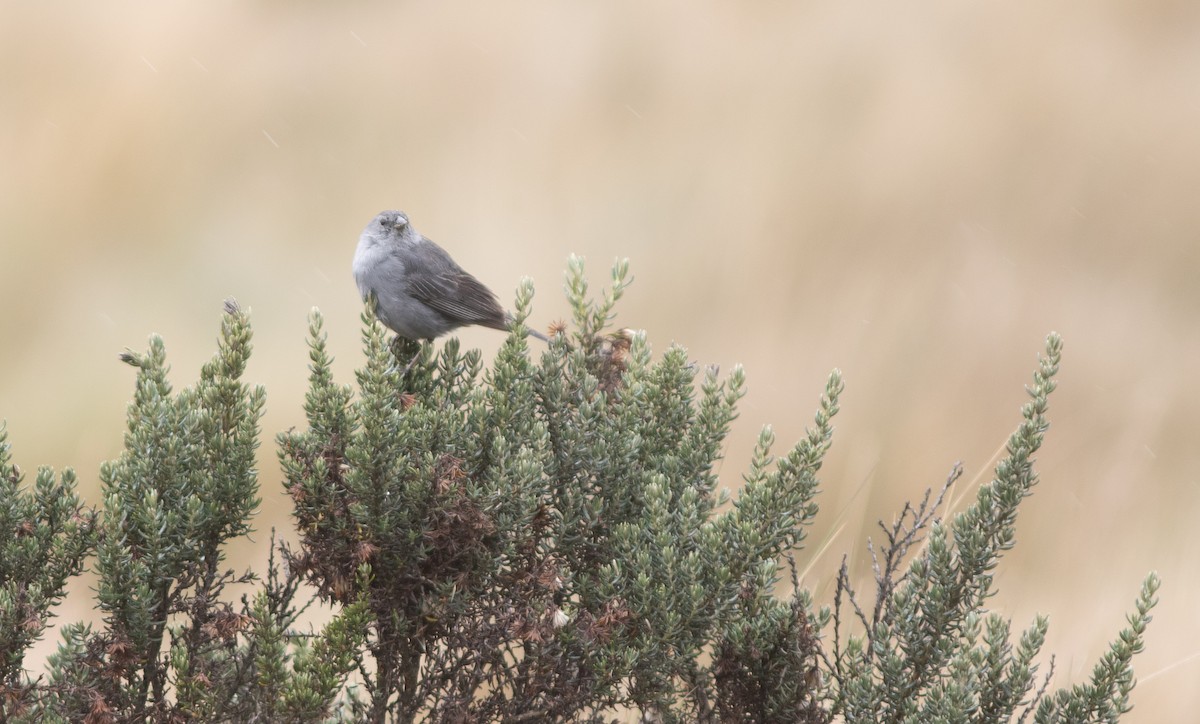 Plumbeous Sierra Finch - ML646399127