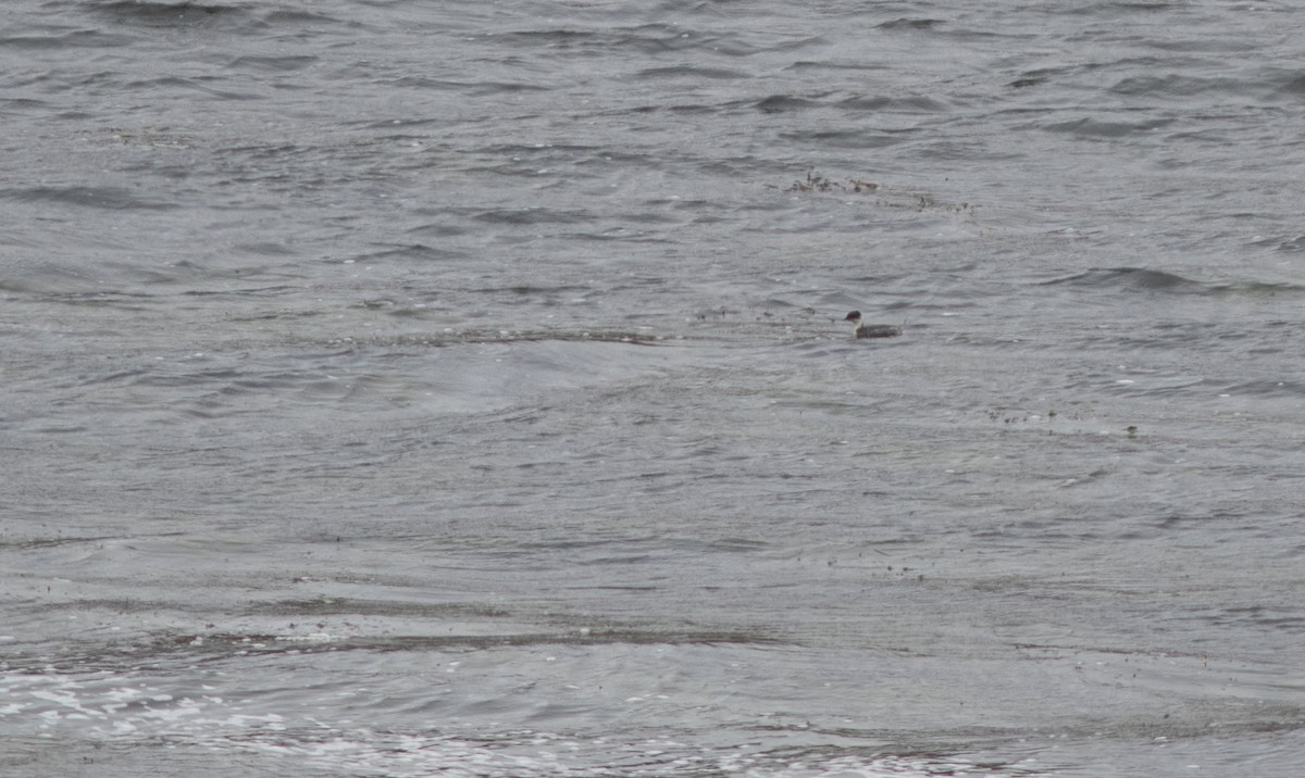 Silvery Grebe - ML646399129